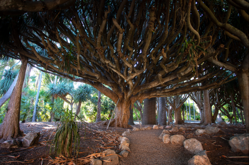 A winding path leads through a dense grove of large, twisted trees with sprawling branches and lush greenery.