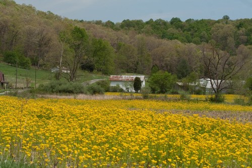 A vibrant field of yellow flowers in the foreground, with green trees and rustic buildings in the background.