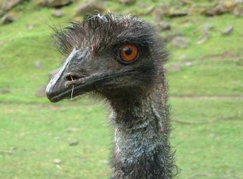 Close-up of an emu with a distinctive orange eye and textured black feathers, set against a green background.