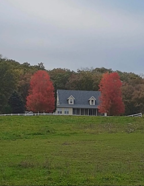 A charming house surrounded by vibrant red trees in a grassy field, with a cloudy sky in the background.