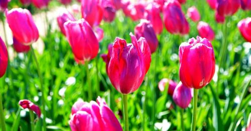 A vibrant field of pink tulips blooming under bright sunlight, surrounded by lush green leaves.