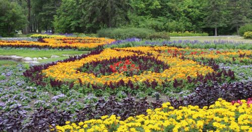 A vibrant flower garden featuring colorful blooms arranged in a heart shape, surrounded by lush greenery.