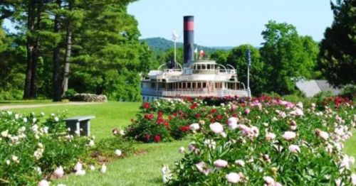 A vintage steamboat docked near a vibrant garden filled with blooming roses and lush greenery.