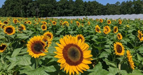 A vibrant field of sunflowers in full bloom, with lush green leaves and a backdrop of trees and greenhouses.