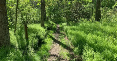 A narrow dirt path winds through lush green ferns and trees in a vibrant forest setting.