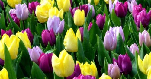 A vibrant field of tulips in various colors, including yellow, purple, and lavender, surrounded by green leaves.