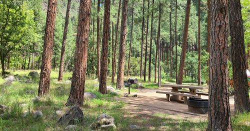 A serene forest scene with tall pine trees, a picnic table, and a grill surrounded by greenery and rocks.