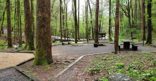 A serene forest campsite with picnic tables, a fire pit, and lush green trees surrounding a gravel path.