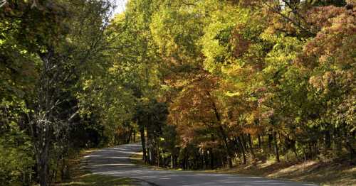 A winding road surrounded by trees displaying vibrant autumn foliage in shades of green, yellow, and orange.