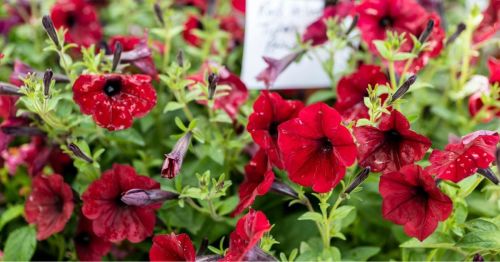 Vibrant red petunias with green leaves, some in full bloom and others yet to open, create a colorful floral display.