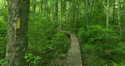 A wooden boardwalk winding through a lush green forest with dense trees and foliage.