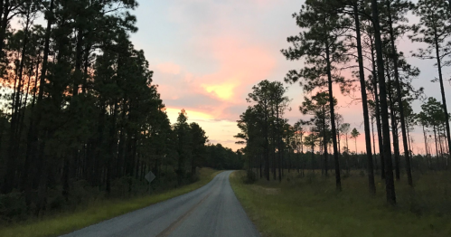 A winding road through tall pine trees at sunset, with a colorful sky in the background.