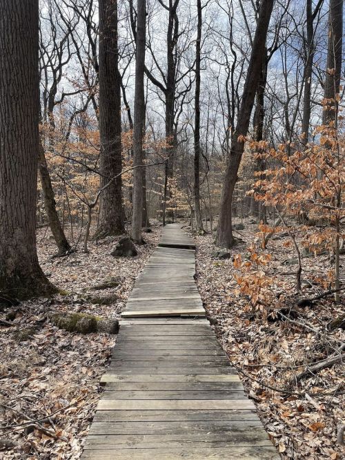 A wooden path winds through a forest with bare trees and scattered leaves, leading into the distance.