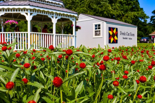 A vibrant field of red flowers in front of a gazebo and a shed with a colorful quilt design.