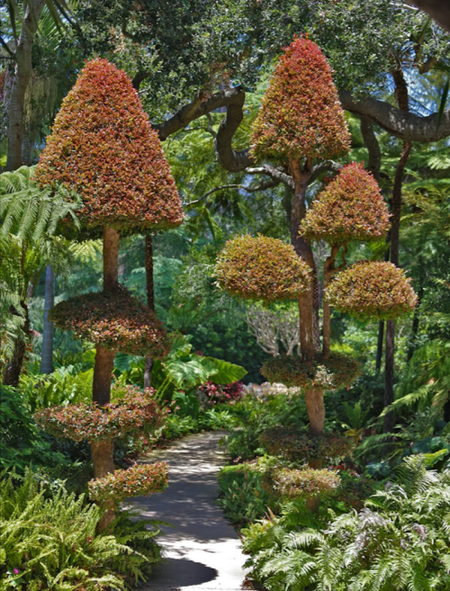 A lush garden path lined with uniquely shaped, colorful topiary trees surrounded by vibrant greenery.
