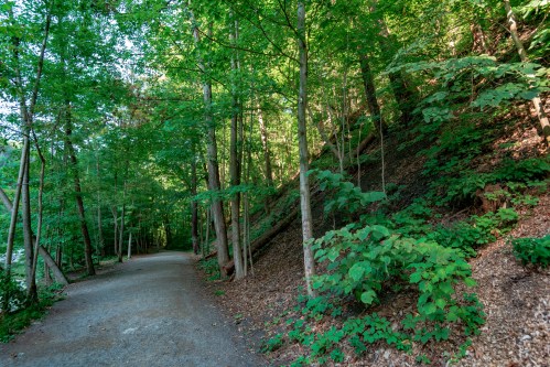 A serene forest path surrounded by lush green trees and underbrush, inviting for a peaceful walk.