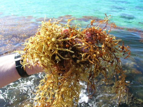 A hand holding a clump of seaweed above clear blue water, with waves gently lapping in the background.