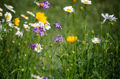 A vibrant field of wildflowers, featuring purple blooms, yellow daisies, and white daisies against a green background.