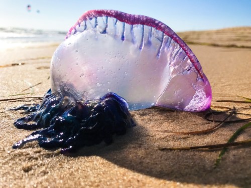 A colorful jellyfish washed up on a sandy beach, with sunlight glinting off its translucent body.