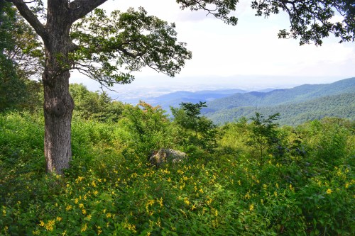 A scenic view of rolling green mountains and a field of yellow flowers under a clear sky, framed by a large tree.