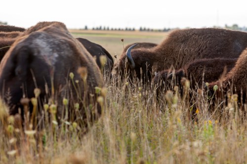A herd of bison grazing in a grassy field, surrounded by tall wildflowers and plants.