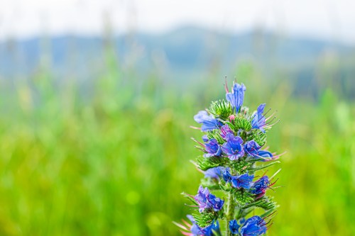 A close-up of a vibrant purple flower against a blurred green background.