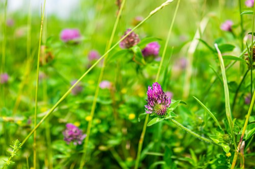 A close-up of vibrant purple clover flowers surrounded by green grass and foliage in a sunny field.