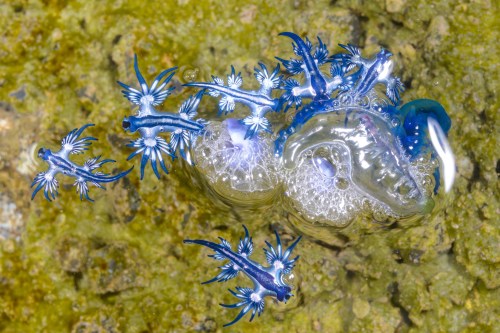 A cluster of vibrant blue sea slugs with delicate white frills, floating above bubbles on a rocky ocean floor.