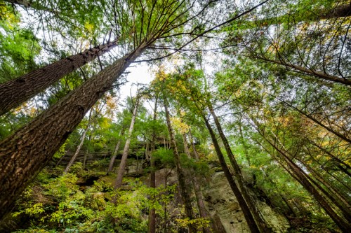 Tall trees rise towards a cloudy sky, with rocky cliffs and lush greenery in a serene forest setting.