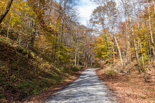 A gravel road winds through a forest with autumn foliage, surrounded by trees and dappled sunlight.