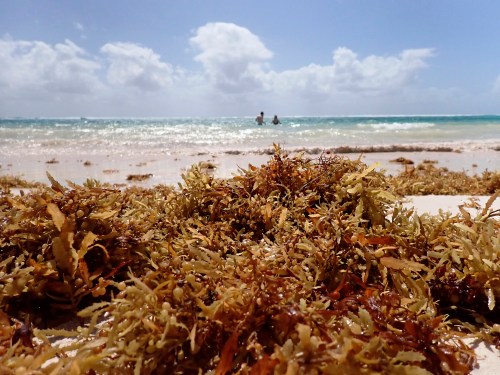A sandy beach with seaweed in the foreground and two people swimming in the background under a cloudy sky.