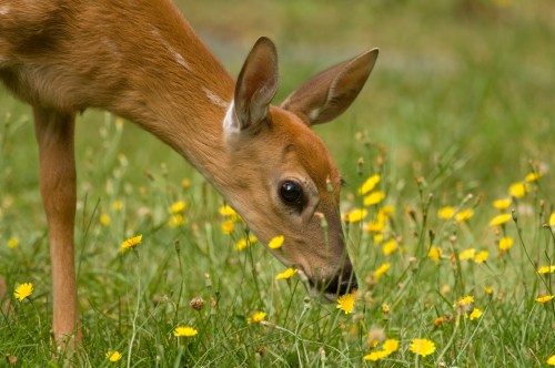A young deer grazing among yellow wildflowers in a grassy field.