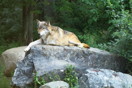 A wolf rests on a large rock surrounded by greenery, showcasing its fur and relaxed posture.