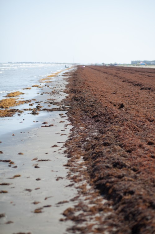 A beach shoreline covered in brown seaweed, with gentle waves lapping at the edge under a clear blue sky.