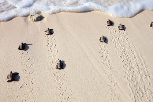Newly hatched sea turtles making their way across the sandy beach towards the ocean, leaving small tracks behind.