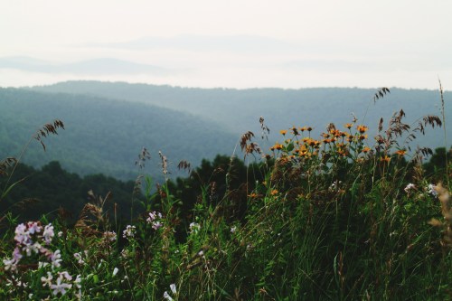 A scenic view of rolling hills covered in greenery and wildflowers, with a misty landscape in the background.