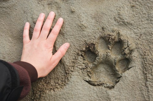 A hand placed next to a large animal paw print in soft, textured ground.