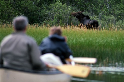 Two people in a canoe observe a moose standing in a grassy area near the water.