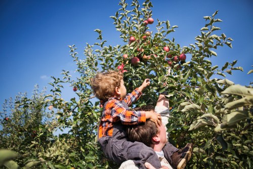 A child reaches for apples on a tree while sitting on an adult's shoulders in an orchard under a clear blue sky.