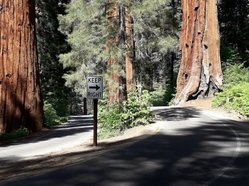 A winding road through a forest of tall trees, with a sign indicating "Keep Right" at a curve.