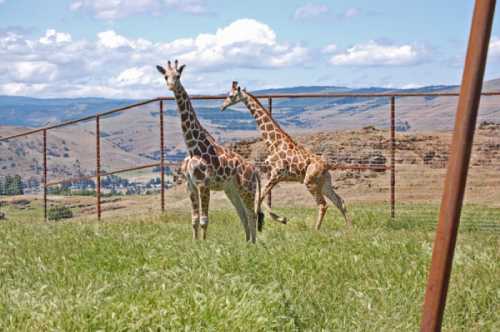 Two giraffes stand in a grassy field with a scenic landscape and blue sky in the background.