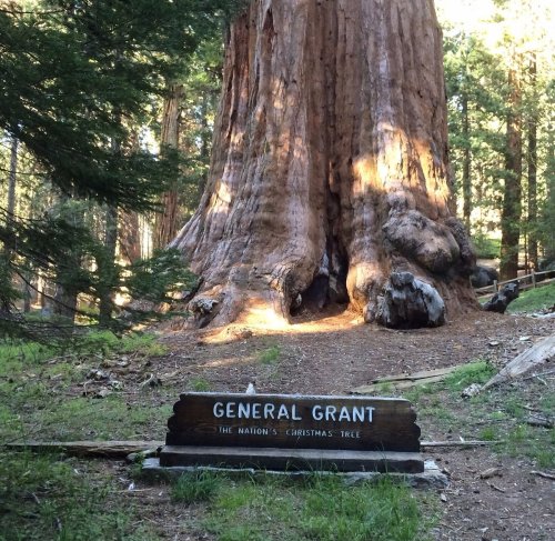 A large sequoia tree with a sign reading "General Grant: The Nation's Christmas Tree" in a forested area.