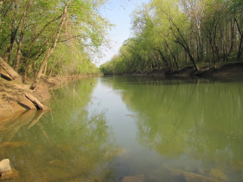 A serene river flows through a lush, green forest, reflecting the trees and clear blue sky.