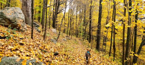 A dog walks along a forest path covered in yellow leaves, surrounded by trees with vibrant autumn foliage.