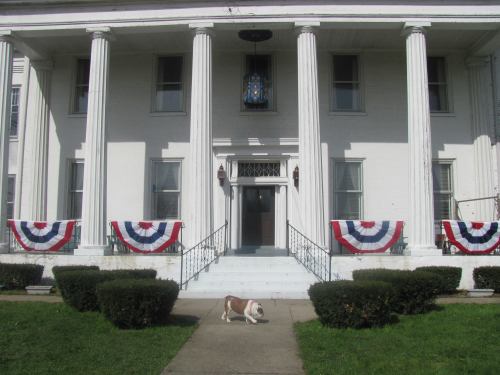 A historic building with white columns, decorated with red, white, and blue bunting, and a dog walking in front.