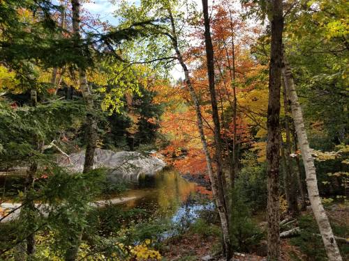 A serene forest scene with vibrant autumn foliage reflecting in a calm pond surrounded by trees.
