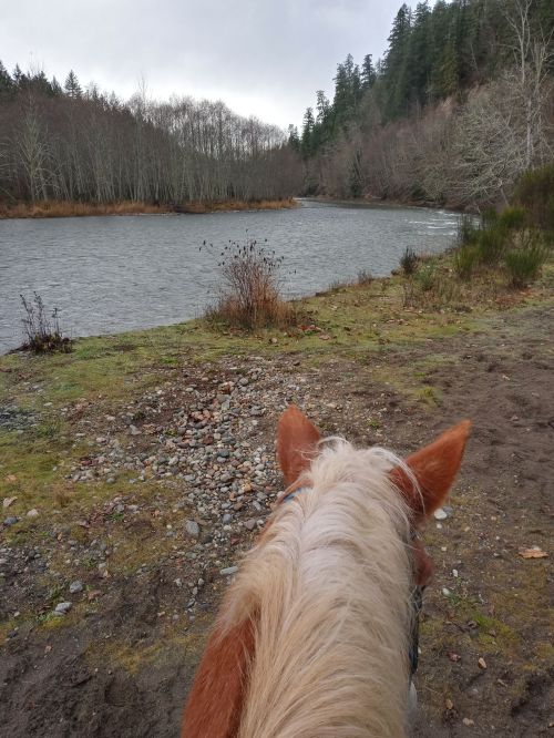 View from a horse's back overlooking a river surrounded by trees and a cloudy sky.