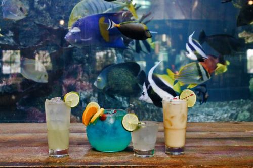 Three colorful cocktails sit on a wooden table in front of an aquarium filled with vibrant fish.