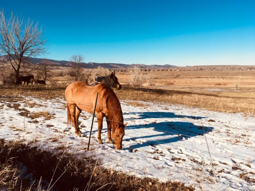 Two horses graze on a snowy field with a clear blue sky and distant mountains in the background.