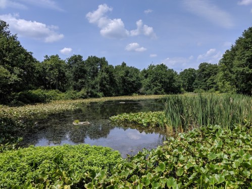 A serene pond surrounded by lush greenery and tall grasses under a blue sky with fluffy clouds.
